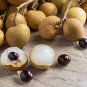 Dragons Eye Longan Fruit Rare Dimocarpus longan - 8 Seeds/Fruits