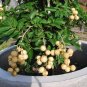 Dragons Eye Longan Fruit Rare Dimocarpus longan - 8 Seeds/Fruits