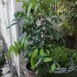 Dragons Eye Longan Fruit Rare Dimocarpus longan - 8 Seeds/Fruits