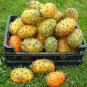 Horned Melon African Kiwano Cucumis metuliferus - 20 Seeds