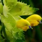Little Yellow Rattle Wildflower Rhinanthus minor - 25 Seeds