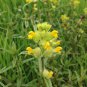 Little Yellow Rattle Wildflower Rhinanthus minor - 25 Seeds