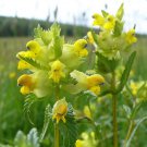 Little Yellow Rattle Wildflower Rhinanthus minor - 25 Seeds