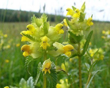 Little Yellow Rattle Wildflower Rhinanthus minor - 25 Seeds