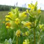 Little Yellow Rattle Wildflower Rhinanthus minor - 25 Seeds