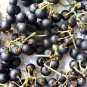 True Black Burbanks Wonderberry Sunberry Organic Heirloom Solanum retroflexum burbankii - 30 Seeds