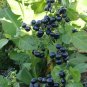 True Black Burbanks Wonderberry Sunberry Organic Heirloom Solanum retroflexum burbankii - 30 Seeds
