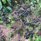 True Black Burbanks Wonderberry Sunberry Organic Heirloom Solanum retroflexum burbankii - 30 Seeds