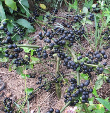 True Black Burbanks Wonderberry Sunberry Organic Heirloom Solanum retroflexum burbankii - 30 Seeds