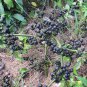 True Black Burbanks Wonderberry Sunberry Organic Heirloom Solanum retroflexum burbankii - 30 Seeds