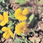Unusual Heirloom Scorpions Tails Wild Scorpiurus muricatus - 20 Seeds