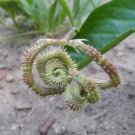 Unusual Heirloom Scorpions Tails Wild Scorpiurus muricatus - 20 Seeds