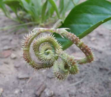 Unusual Heirloom Scorpions Tails Wild Scorpiurus muricatus - 20 Seeds