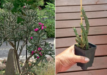 Tree Cholla Hardy Chain Link Cactus Cylindropuntia imbricata - Live Plant
