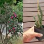 Tree Cholla Hardy Chain Link Cactus Cylindropuntia imbricata - Live Plant
