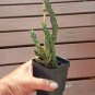 Tree Cholla Hardy Chain Link Cactus Cylindropuntia imbricata - Live Plant