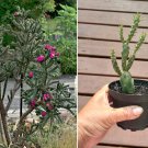Hardy Chain Link Cactus Tree Cholla Cylindopuntia imbricata - Live Plant