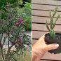 Hardy Chain Link Cactus Tree Cholla Cylindopuntia imbricata - Live Plant