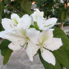White Hong Kong Orchid Tree Bauhinia variegata candida alba - 10 Seeds