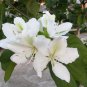 White Hong Kong Orchid Tree Bauhinia variegata candida alba - 10 Seeds