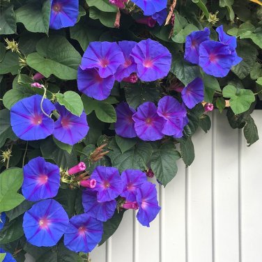 Perennial Glory Vine Blue Dawn Flower Ipomoea acuminata learii - Live Plant