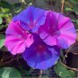 Perennial Glory Vine Blue Dawn Flower Ipomoea acuminata learii - Live Plant