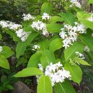 Exotic Conessi Tree Kenara Rare Holarrhena pubescens - 20 Seeds