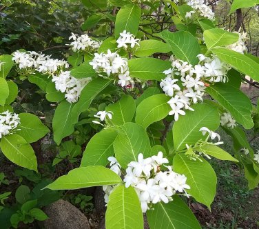 Exotic Conessi Tree Kenara Rare Holarrhena pubescens - 20 Seeds