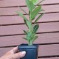 Desert Rose Natural Caudex Bonsai Succulent Adenium obesum - Live Starter Plant