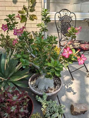 Impala Lily Caudex Natural Bonsai Succulent Adenium obesum - Live Starter Plant