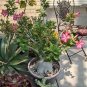 Impala Lily Caudex Natural Bonsai Succulent Adenium obesum - Live Starter Plant