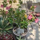 Desert Rose Natural Caudex Bonsai Succulent Adenium obesum - Live Plant