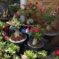 Desert Rose Natural Caudex Bonsai Succulent Adenium obesum - Live Plant