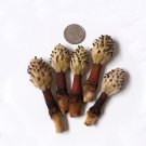 Magnolia Dried Stamen Carpels Dried for Decoration or Craft