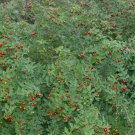 Native Barbados Cherry Fruit Acerola Malpighia glabra - Live Plant