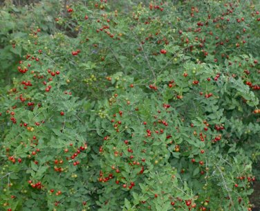 Native Barbados Cherry Fruit Acerola Malpighia glabra - Live Plant