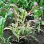 Japanese Heirloom Striped Corn Japonica Dwarf Zea mays - 40 Seeds