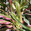 Japanese Heirloom Striped Corn Japonica Dwarf Zea mays - 40 Seeds