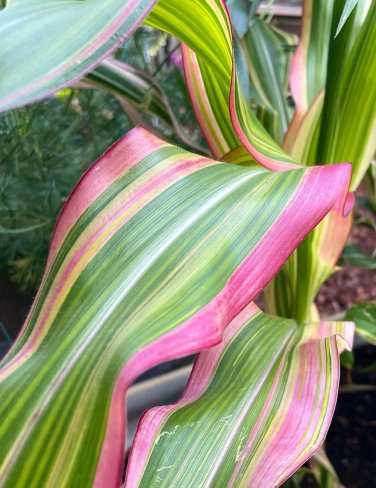 Japanese Heirloom Corn Japonica Striped Maize Zea mays - 40 Seeds