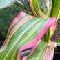 Japanese Heirloom Corn Japonica Striped Maize Zea mays - 40 Seeds