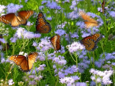 Native Wild Palm-Leaf Gregg's Blue Mist Flower Eupatorium Conoclinium greggii - 80 Seeds