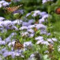 Native Wild Palm-Leaf Gregg's Blue Mist Flower Eupatorium Conoclinium greggii - 80 Seeds