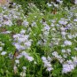 Native Wild Palm-Leaf Gregg's Blue Mist Flower Eupatorium Conoclinium greggii - 80 Seeds