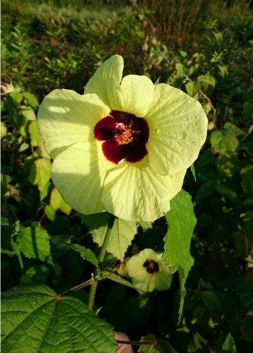 Sun Hibiscus Lemon Yellow Rosemallow Hibiscus calyphyllus -5 Seeds