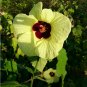 Sun Hibiscus Lemon Yellow Rosemallow Hibiscus calyphyllus -5 Seeds