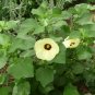 Sun Hibiscus Lemon Yellow Rosemallow Hibiscus calyphyllus -5 Seeds