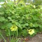 Sun Hibiscus Lemon Yellow Rosemallow Hibiscus calyphyllus -5 Seeds