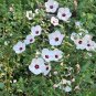 Brazilian Rock Rose Mini Hibiscus Mallow Pavonia brasiliensis - 10 Seeds