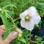 Brazilian Rock Rose Mini Hibiscus Mallow Pavonia brasiliensis - 10 Seeds