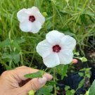 Brazilian Rock Rose Mini Hibiscus Mallow Pavonia brasiliensis - 10 Seeds